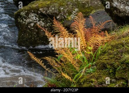 Lady Fern, Athyrium filix-femina, con sori maturi in autunno, crescendo sulla riva del fiume, Scozia. Foto Stock