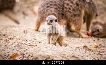 Bambino Meerkat in cattività (Suricata suricatta) Foto Stock