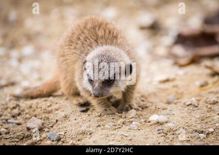 Bambino Meerkat in cattività (Suricata suricatta) Foto Stock