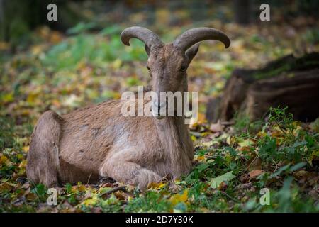 Pecora barbarbaro captive / aoudad (Ammotragus lervia) Foto Stock