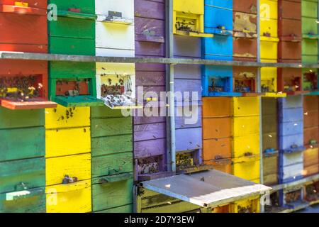 Alveari colorati in diversi colori sul carrello Foto Stock