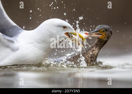 Gabbiano a zampe gialle (Larus michahellis) e Grande cormorano (Phalacrocorax carbo) che combattono su pesci in acque poco profonde al lago csaj, Kiskunsagi National Foto Stock