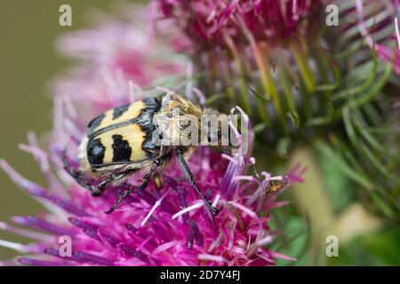 Gebänderter Pinselkäfer, Pinselkäfer, Blütenbesuch, Trichius fascciatus, bee chafer, Eurasian Bee Beetle, Bee Beetle, la Trichie fascciée Foto Stock