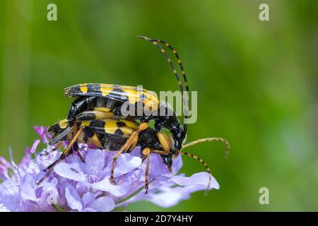 Gefleckter Schmalbock, Schmalbock, Paarung, Kopulation, Kopula, Strangalia maculata, Stenurella maculata, Leptura maculata, Rutpela maculata, Spotted Foto Stock