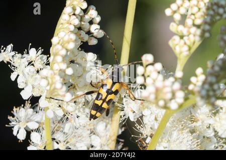 Gefleckter Schmalbock, Schmalbock, Strangalia maculata, Stenurella maculata, Leptura maculata, Rutpela maculata, Longhorn a puntini, Longho giallo-nero Foto Stock