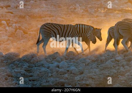 Burchells zebre, Equus quagga burchellii, camminando al tramonto nella Namibia settentrionale Foto Stock