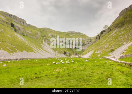 Diverse pecore mangiare erba in una valle in Yorkshire Dales vicino a Malham Cove in Inghilterra in un paesaggio con verde e calcare in un giorno nuvoloso... Foto Stock