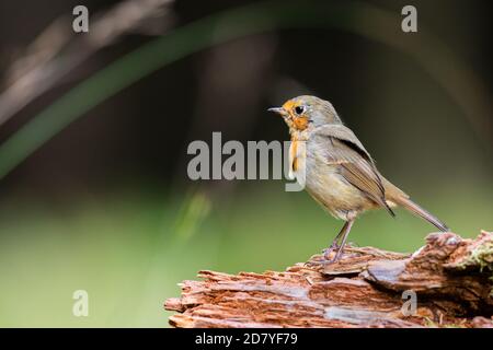 Robin foraggio per il cibo in un bosco scozzese. Foto Stock