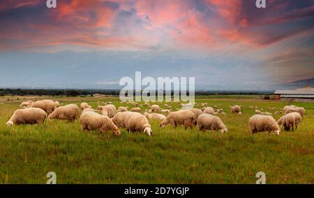 Molti pecore che pascolano nel prato durante il tramonto Foto Stock
