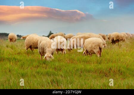 Molti pecore che pascolano nel prato durante il tramonto Foto Stock