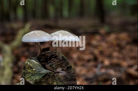 Oudemansiella mubida conosciuta come Fungo di porcellana su un tronco di albero sul veluwe in olanda durante l'autunno Foto Stock