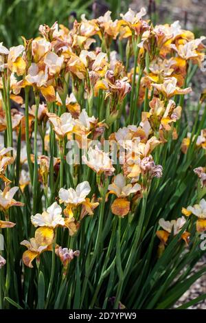 Iris sibirica Ginger Twist fiori Foto Stock