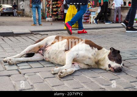 il cane randagio dorme sulla strada della città nel mezzo di marciapiede Foto Stock