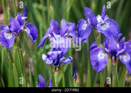 Iris siberiana blu, Iris sibirica "Grand Junction" Foto Stock