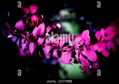 Foglie rosse di cespuglio nel campo. Nessuna gente Foto Stock