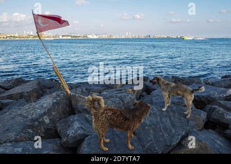 Due cani senza tetto su rocce e bandiera turca sulla riva, vista mare Foto Stock
