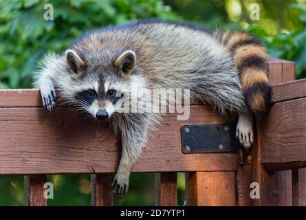 Un giovane raccoon drappeggiato su una ringhiera in legno rustico guardando la macchina fotografica. Foto Stock