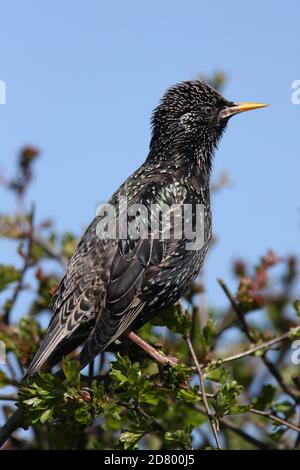 (Comune) STARLING (Sturnus vulgaris) su una siepe biancospino, Regno Unito. Foto Stock