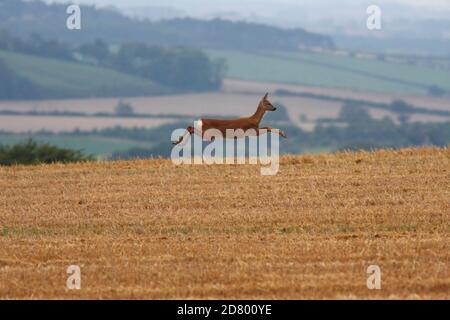 CAPRIOLO (Capreolus capreolus) doe (femmina) facendo la sua fuga dopo essere stato disturbato. Foto Stock