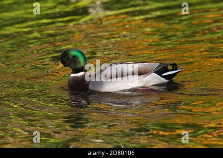 MALLARD (Anas platyrhynchos) maschile nuoto attraverso il riflesso dei colori autunnali da alberi riva del fiume, Regno Unito. Foto Stock
