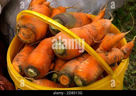 Le carote fresche vengono raccolte in un secchio giallo. Foto Stock