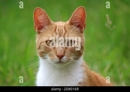 Ritratto di gatto carino zenzero. Sfondo verde erba. Foto estate all'aperto. Foto Stock