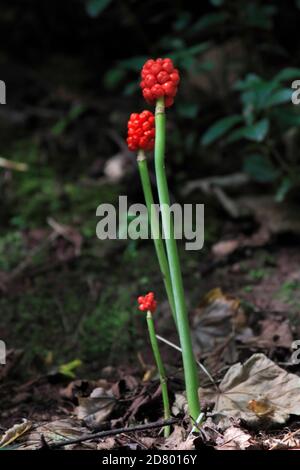 ARUM SELVATICO (Arum maculatum) circondato da lettiere di foglie di bosco. Foto Stock