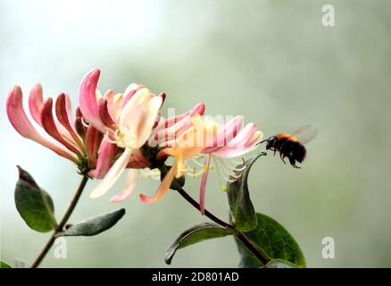 Carino bumblebee e fiori. Fotografia macro della natura. Insetto su fiore rosa primo piano foto. Estate in giardino. Sfondo verde sfocato. Foto Stock
