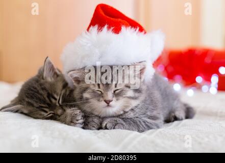 Carino gattini tabby che dormono insieme in cappello di natale con luci di ghirlanda, regali di Natale. Cappello di Babbo Natale sul bel gatto del bambino. Gatti di Natale. Animali domestici Foto Stock