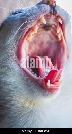 Closeup di un gatto con la sua bocca aperta mentre si sbadia, mostrando lingua e denti con fuoco selettivo Foto Stock