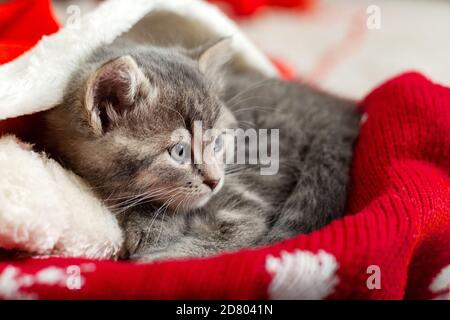 Ritratto carino gattino tabby con natale cappello palle regalo natale decorazione. Cappello di Babbo Natale sul bel gatto del bambino. Il gatto di Natale dormendo giace in maglia rossa Foto Stock