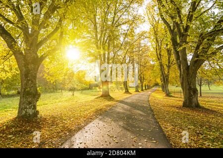 Bella strada di contea alberata in autunno con il sole che splende attraverso le foglie gialle degli alberi Foto Stock
