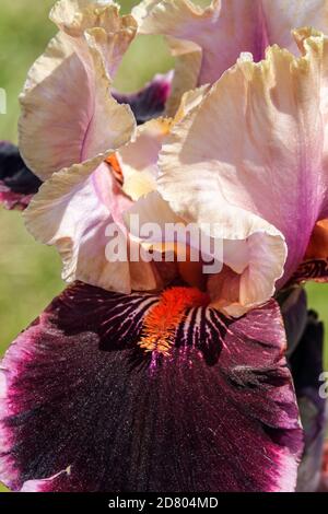 Il fiore di Iris con aratura alta stampa 'Pass the Wine' lavanda colore borgogna Foto Stock