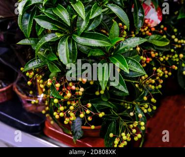 verde foglia ardisia crenata pianta di bacca al mercato floreale. Messa a fuoco selettiva Foto Stock