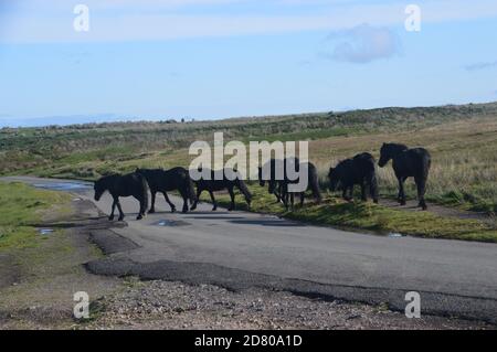 Seven Black Fell Ponies camminando sulla strada vicino a Kinnisdale Stone Circle a Scaly Moss a Kinnisdale, Lake District National Park, Cumbria, Inghilterra. Foto Stock