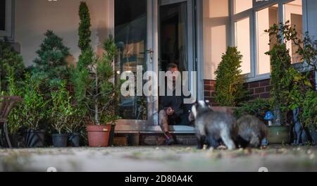 Uomo seduto sul retro della porta di notte, nutrendo cittadini britannici badgers (Meles meles) - notturno, visitatori affamati sul suo giardino patio. Foto Stock