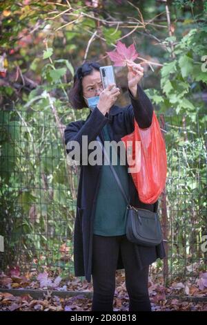 Una donna asiatica americana che indossa una maschera sopra la sua bocca prende una foto del telefono cellulare di una foglia colorata, rossa. In un parco a Queens, New York City. Foto Stock