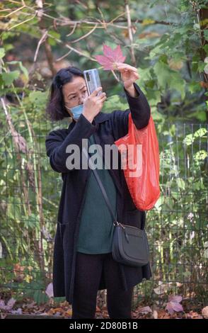 Una donna asiatica americana che indossa una maschera sopra la sua bocca prende una foto del telefono cellulare di una foglia colorata, rossa. In un parco a Queens, New York City. Foto Stock