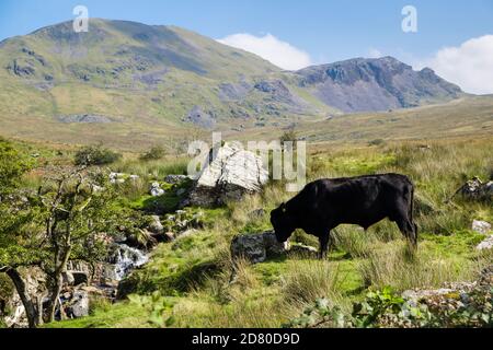 Free range Black bull gallese nella campagna del Parco Nazionale di Snowdonia sotto Moelwyn Mawr. Croesor, Gwynedd, Galles, Regno Unito, Gran Bretagna Foto Stock