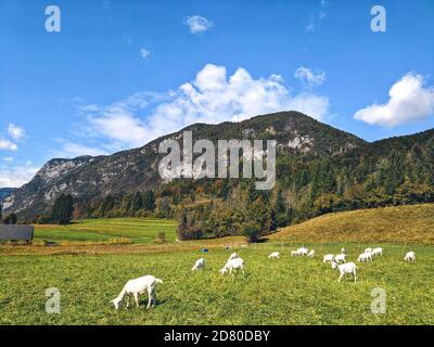 Vista panoramica sul bellissimo paesaggio montano di Bohinj e rurale fattoria con pecore in giornata di sole Foto Stock