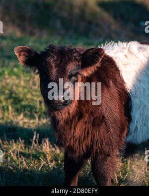 Una nuova vacca di vitello di galloway con cintura nata in piedi un pascolo durante il tramonto Foto Stock