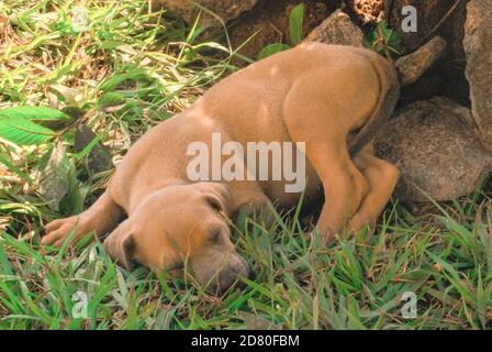 Marrone brasiliano Mastiff Puppy dormiente Foto Stock