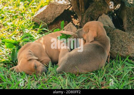 Fratelli cani dormenti nel giardino Foto Stock