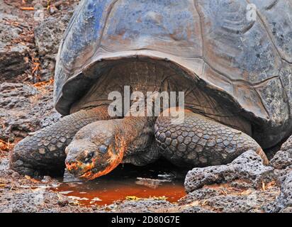 Tartaruga gigante nel parco di Darwin, Puerto Ayora, isola di Santa Cruz, isole Galapagos, Ecuador Foto Stock