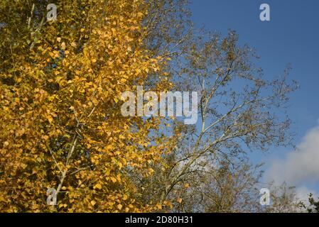 giallo autunno foglie su un albero contro un cielo blu sfondo Foto Stock