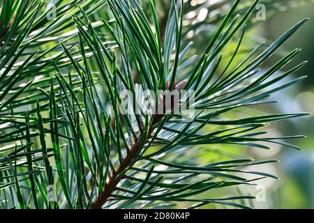 Rami di pino primo piano nella luce di sfondo. Splendido sfondo naturale Foto Stock