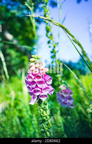 Fiore colorato rosa di guanto di fossa in un hedgerow inglese nel Sussex occidentale, Inghilterra, Regno Unito Foto Stock