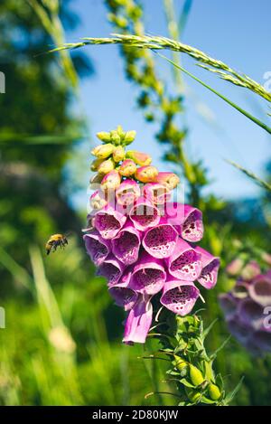 Un'ape bumble in volo accanto a un fiore colorato rosa di foxglove in un gerow inglese nel Sussex occidentale, Inghilterra, Regno Unito Foto Stock