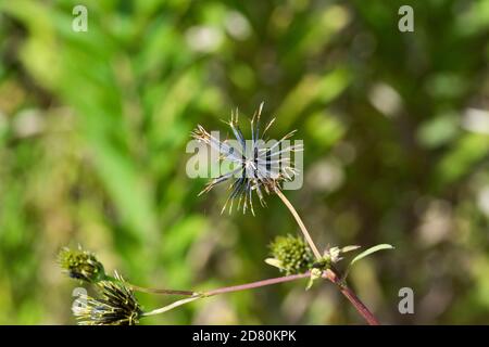 Semi di Bidens pilosa var. Pilosa, Isehara City, Prefettura di Kanagawa, Giappone. Foto Stock