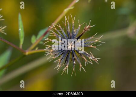 Semi di Bidens pilosa var. Pilosa, Isehara City, Prefettura di Kanagawa, Giappone. Foto Stock